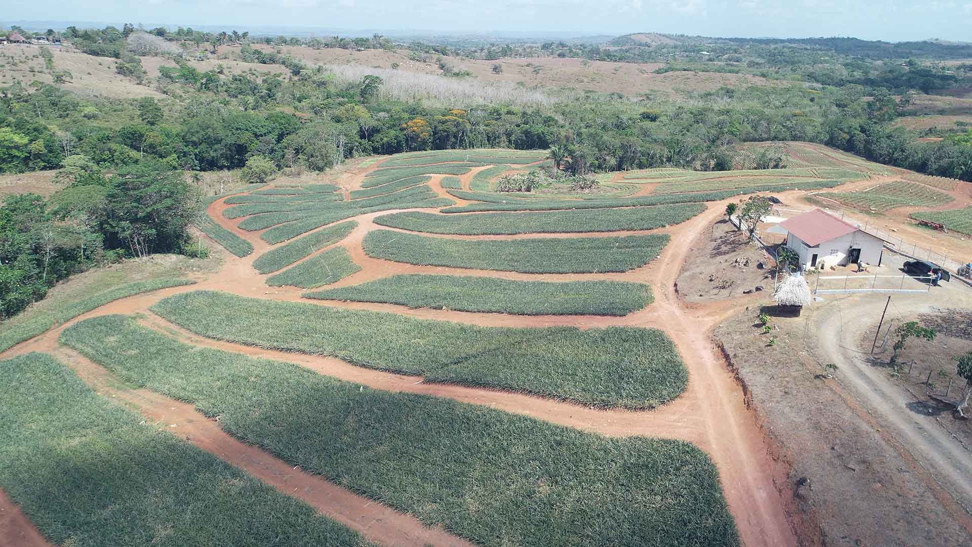 Panama Pineapple Farm and Fresh MD2 Pineapple Exporter